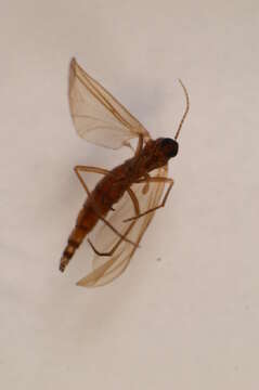 صورة Scythropochroa radialis Lengersdorf 1926