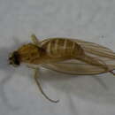 Image of <i>Lonchoptera flava</i>