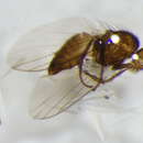 Image of Chromatomyia milii Kaltenbach 1864