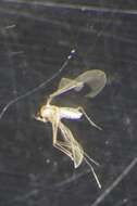 Image of Asteromyia