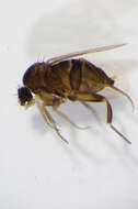 Image of Megaselia albiclava Schmitz 1926