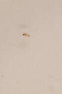 Image of Bradysia hilaris (Winnertz 1867)