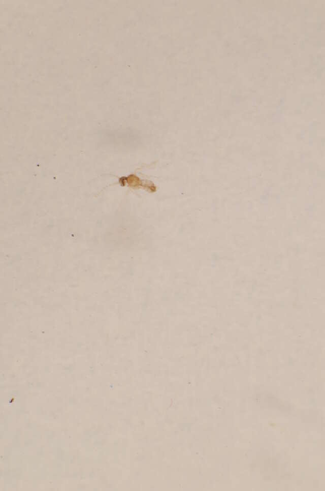 Image of Bradysia hilaris (Winnertz 1867)