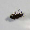 Image of Megaselia pumila (Meigen 1830)