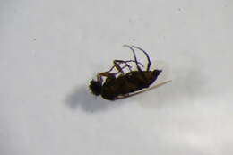Image of Megaselia pumila (Meigen 1830)