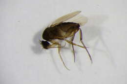 Image of Megaselia cf.