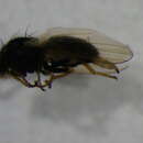 Image of Chamaemyia