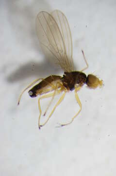 Image of Anthomyza gracilis Fallen 1823