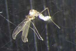 Image of Asteromyia