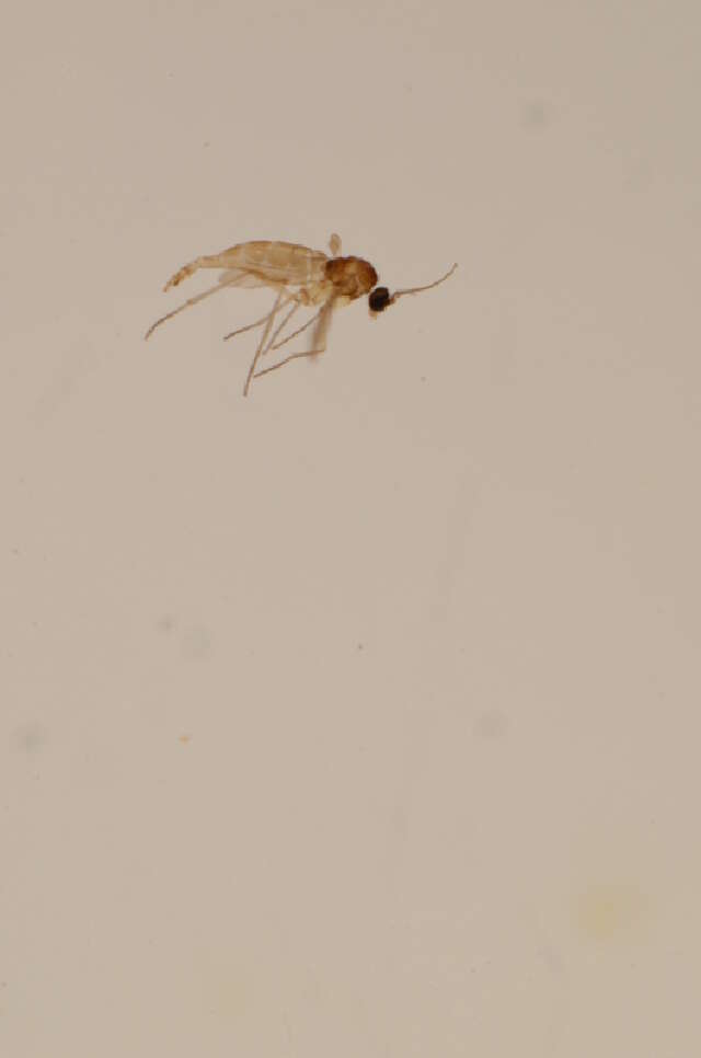 Image of Corynoptera