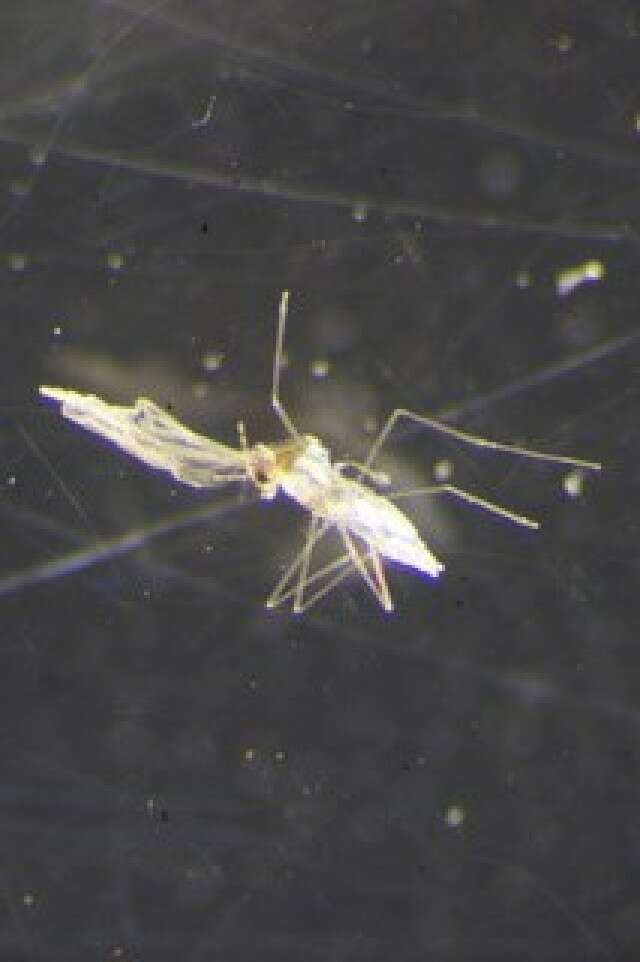 Image of Asteromyia