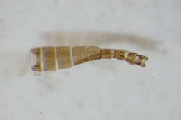 Image of Pseudosmittia