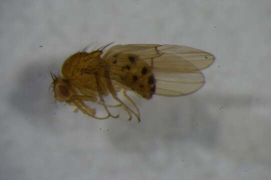 Image of Drosophila transversa Fallen 1823