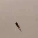 Image of <i>Megaselia berndseni</i>