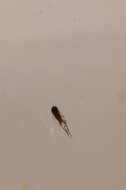 Sivun <i>Megaselia berndseni</i> kuva