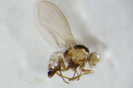 Image of Liriomyza flaveola (Fallen 1823)