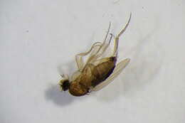 Image of Megaselia subfuscipes Schmitz 1935