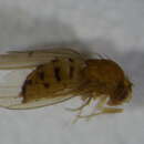 Image of Drosophila unispina Okada 1956