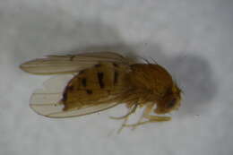 Image of Drosophila unispina Okada 1956
