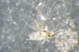 Peromyia fungicola (Kieffer 1901)的圖片