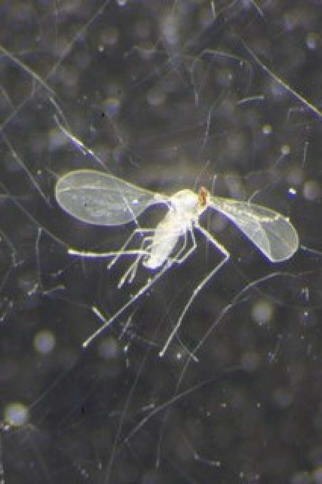 Image of Asteromyia