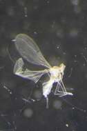 Image of Asteromyia