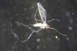 Image of Asteromyia