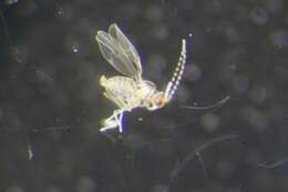 Peromyia photophila (Felt 1907)的圖片