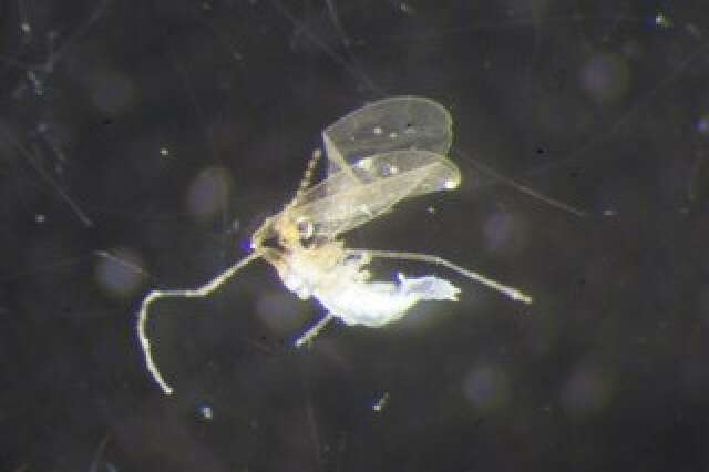 Image of Asteromyia