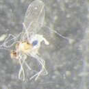 Image of Peromyia cornuta (Edwards 1938)