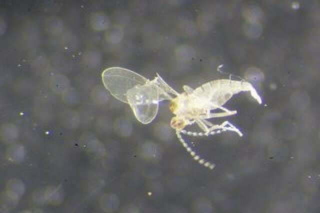 Peromyia photophila (Felt 1907)的圖片