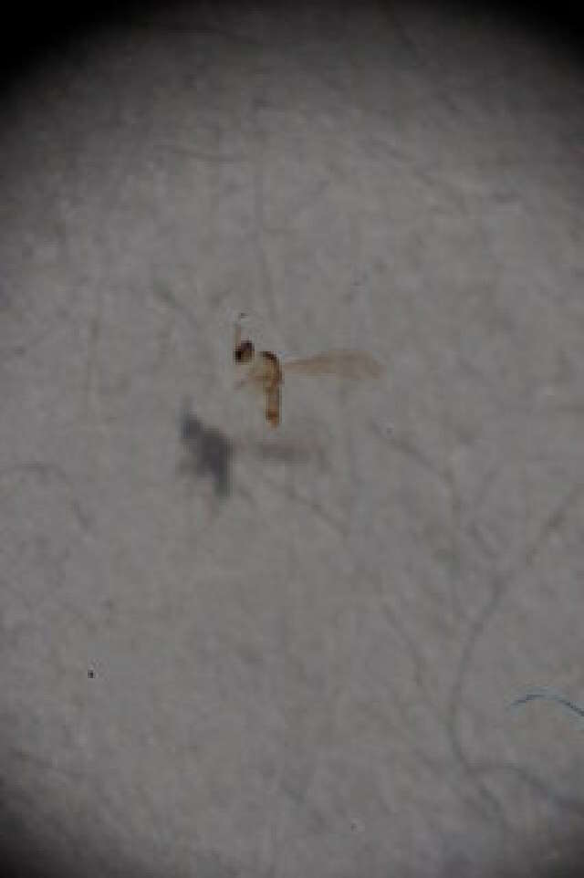 Peromyia perpusilla (Winnertz 1870)的圖片