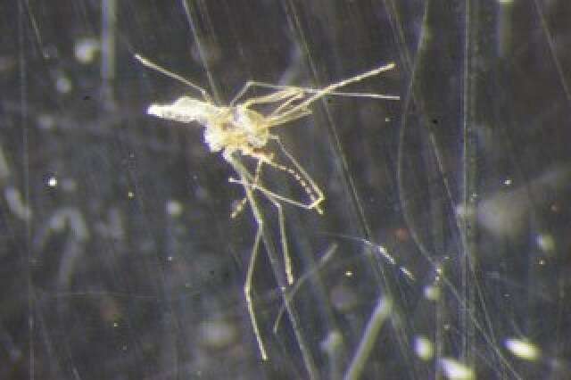 Image de Asteromyia