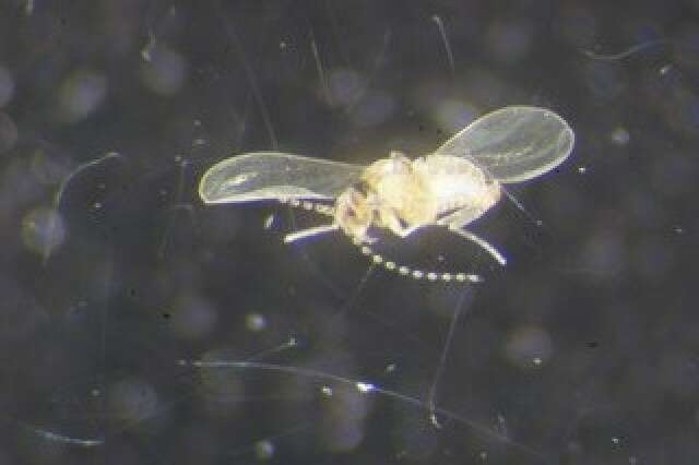 Peromyia photophila (Felt 1907)的圖片