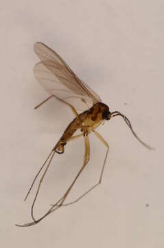 Image of Phytosciara nigrovittata (Strobl 1910)