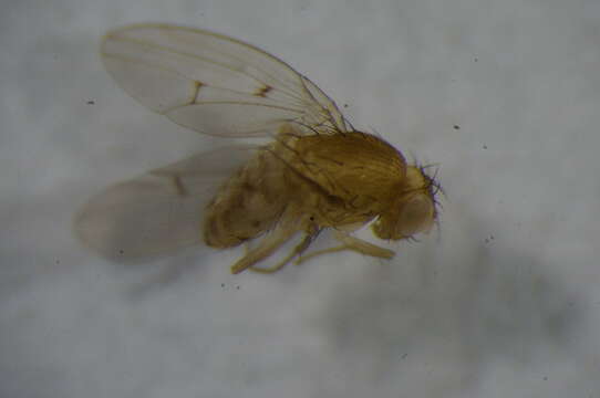 Image of Drosophila transversa Fallen 1823