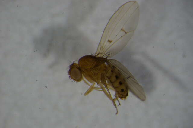 Image of Drosophila transversa Fallen 1823