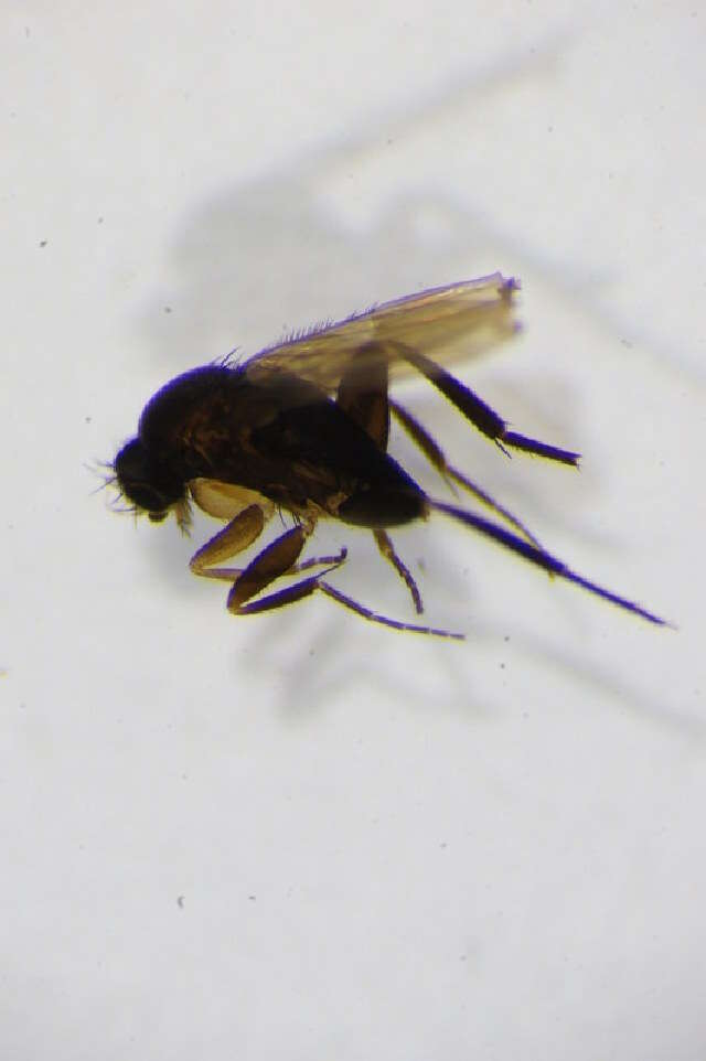 Image of <i>Megaselia giraudii</i>