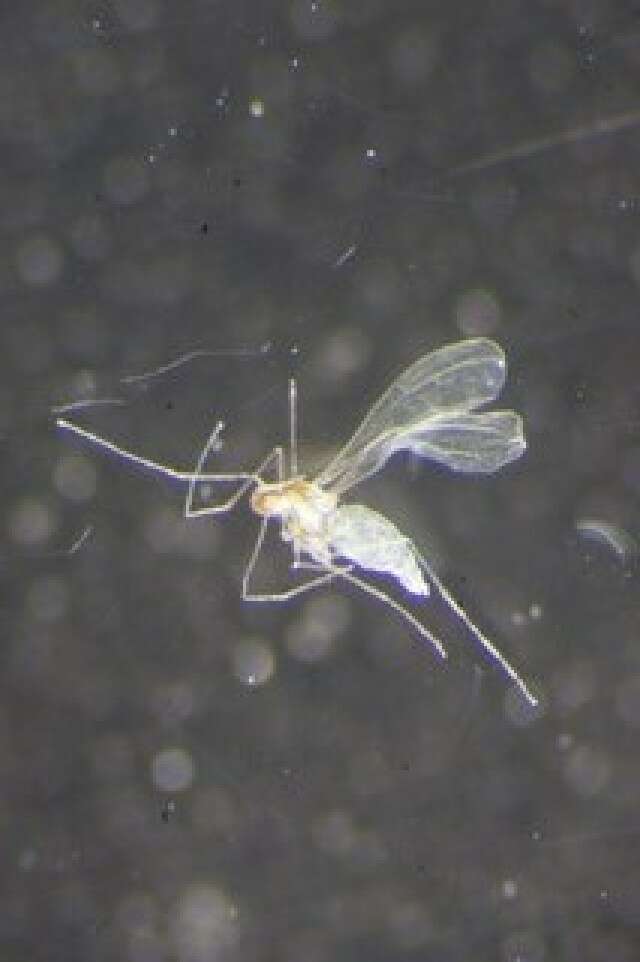 Image of Asteromyia