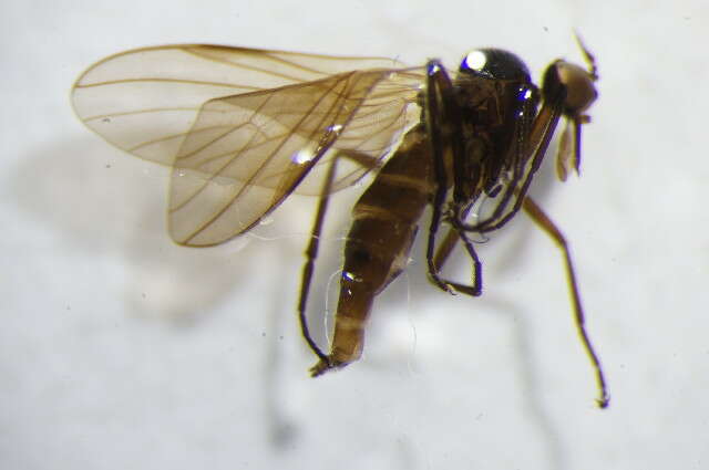 Image of Empis