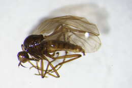 Image of Empis