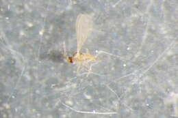 Image of Monardia toxicodendri