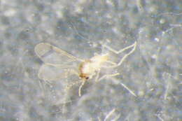 Peromyia fungicola (Kieffer 1901)的圖片