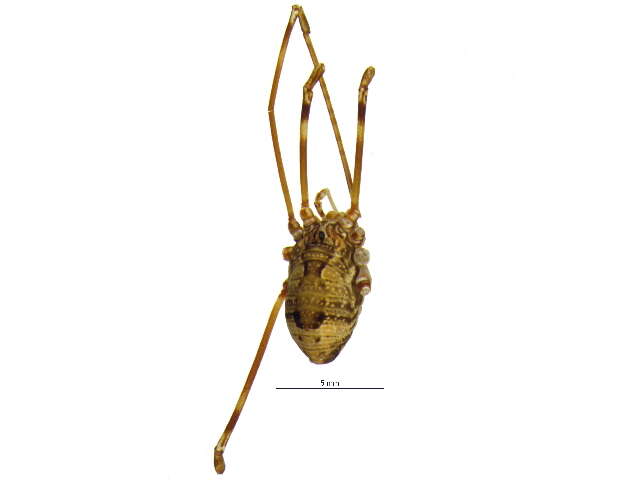 Image of Leiobunum ventricosum (Wood 1868)