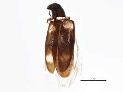 Image of Spilotus quadripustulatus