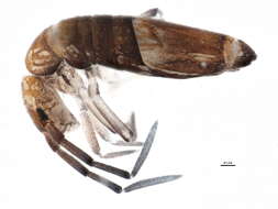 Image of Entomobryoides