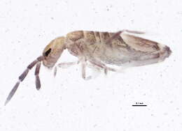 Image of Entomobryoides