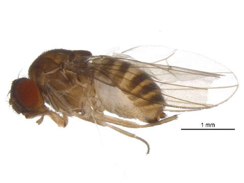 Drosophila macrospina Stalker & Spencer 1939 resmi