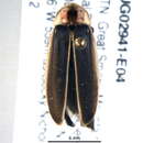 Image of Photinus carolinus Green 1956
