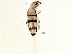 صورة Entomobrya ligata Folsom & JW 1924